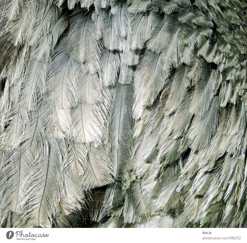 FEDER(ge)WAND exotisch Dekoration & Verzierung Zoo Natur Tier Wildtier Vogel Flügel kuschlig viele Wärme wild grau silber weiß Leichtigkeit Emu Laufvogel Feder