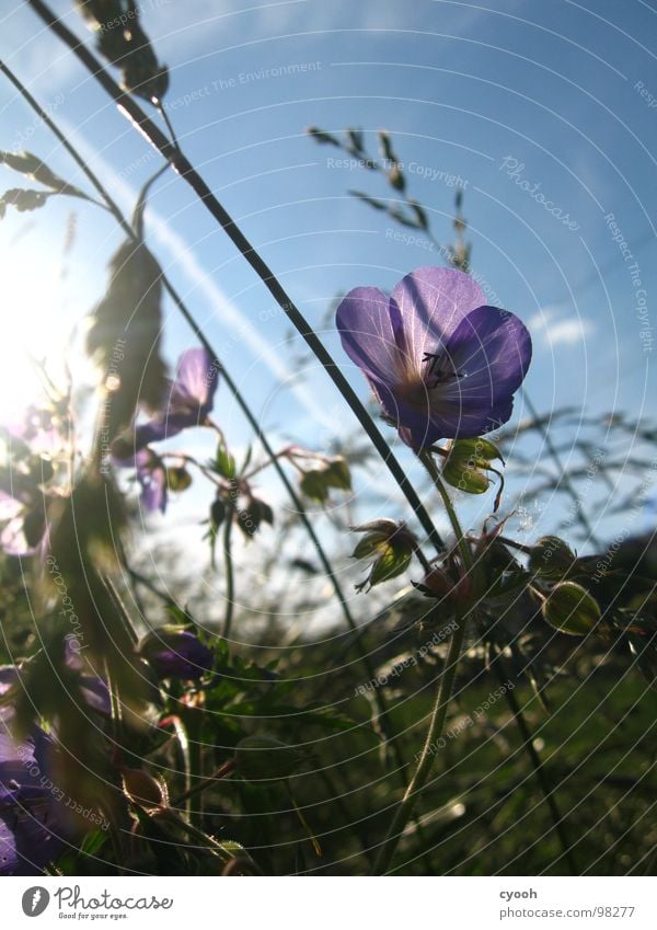 Wiesen-Storchschnabel Blume Gras Wiesenblume Sommer violett Blüte Abenddämmerung Physik schön Licht Makroaufnahme Nahaufnahme Storchenschnabel Himmel Sonne blau
