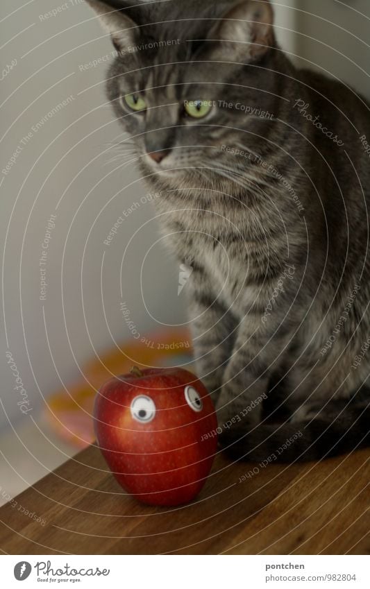 Katze mit ernstem Gesicht sitzt auf einem Tisch. Vor ihr liegt ein Apfel mit wackeligen. Unfreiwilliger Vegetarier Tier Haustier 1 sitzen Vegane Ernährung