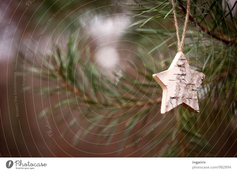 Natursternchen Weihnachten & Advent Pflanze Baum Zweige u. Äste Kiefer Tannenzweig Nadelbaum Wald hängen natürlich braun grau grün Gefühle Stimmung ruhig Glaube