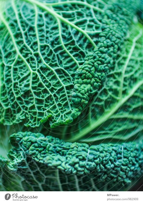 Wirsing II Lebensmittel Ernährung Bioprodukte Vegetarische Ernährung lecker Gemüse Gesunde Ernährung Gesundheit Gefäße Strukturen & Formen grün vitaminreich