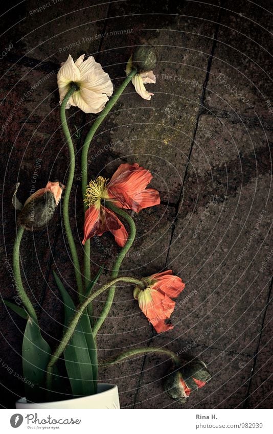 Gefallen Blume Mohn liegen authentisch Müdigkeit Vase Pflastersteine Unfall Stillleben Farbfoto Außenaufnahme Menschenleer Vogelperspektive