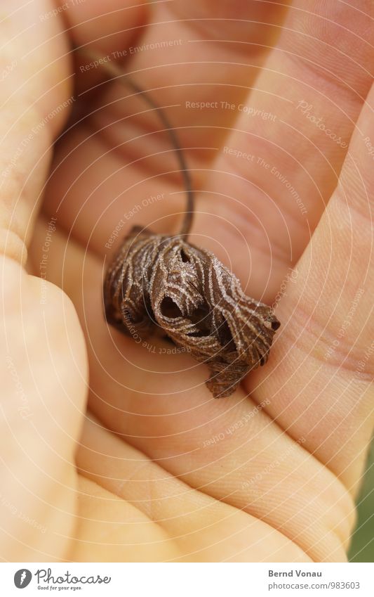 Schmuckstück schön Haut Hand Pflanze Herbst Blatt Linie alt festhalten braun Geborgenheit Trauer Tod Herbstlaub Handfläche gefaltet Falte Hautfalten Abschied