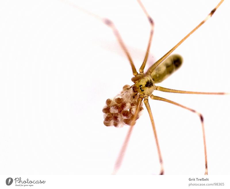 Zitterspinnen-Mama Spinne Ekel klein Makroaufnahme Angst Auge