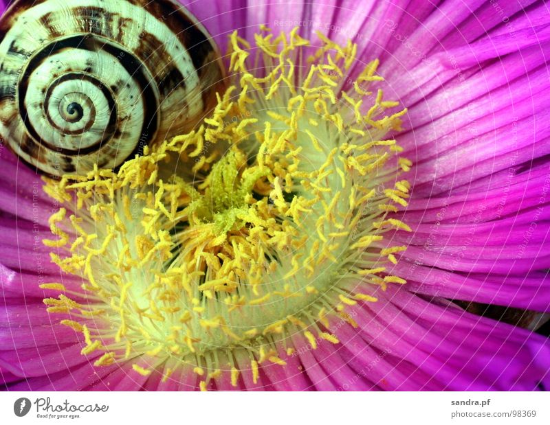 Süsse Träume Blüte Staubfäden schlafen gelb weiß rosa violett Blume Schneckenhaus aufwachen mehrfarbig Fröhlichkeit Spirale Makroaufnahme Nahaufnahme Frühling