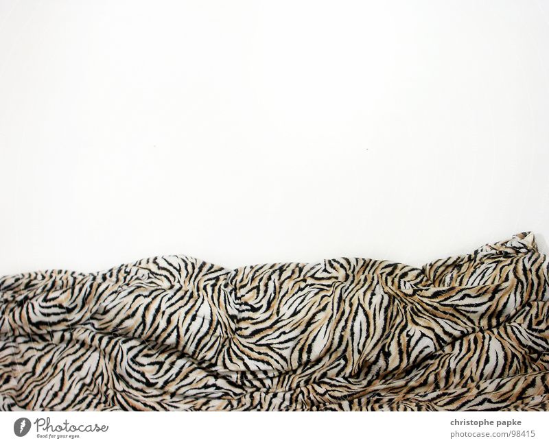 Bettdecke mit Tigermuster vor weißer Wand Kitsch Billig Tigerfellmuster Achtziger Jahre tagesdecke Innenaufnahme kuschlig retro unordentlich Bettwäsche