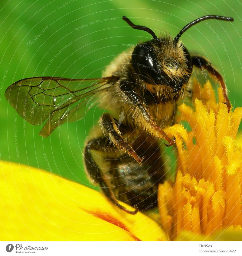 Erdbiene ( Andrena florea ) 02 Sandbiene Biene Wespen Insekt Honig fleißig gelb schwarz grün gestreift Sommer Frühling Fühler Tier Sammlung Nordwalde