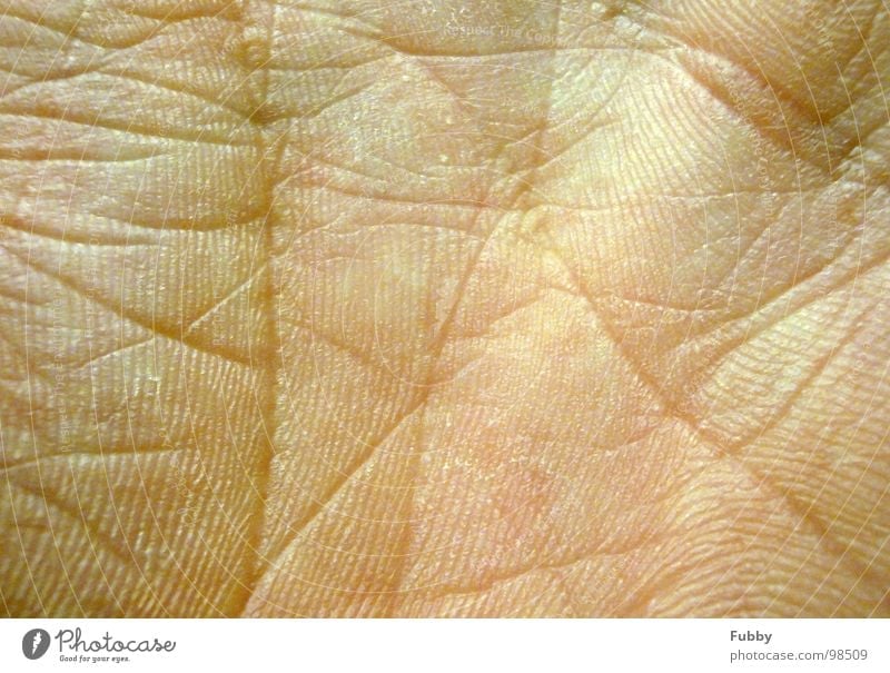 Lifeline Hand Hautfarbe Makroaufnahme Nahaufnahme Blattadern Strukturen & Formen Falte Körperteile Gliedmaßen