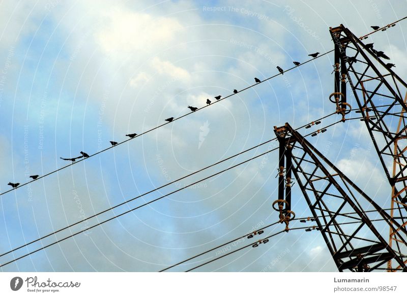 Wie am Schnürchen Elektrizität Strommast Oberleitung Starkstrom Stahl Vogel Krähe aufgereiht hocken Erfolg Wolken schwarz weiß Industrie Kabel Leitung
