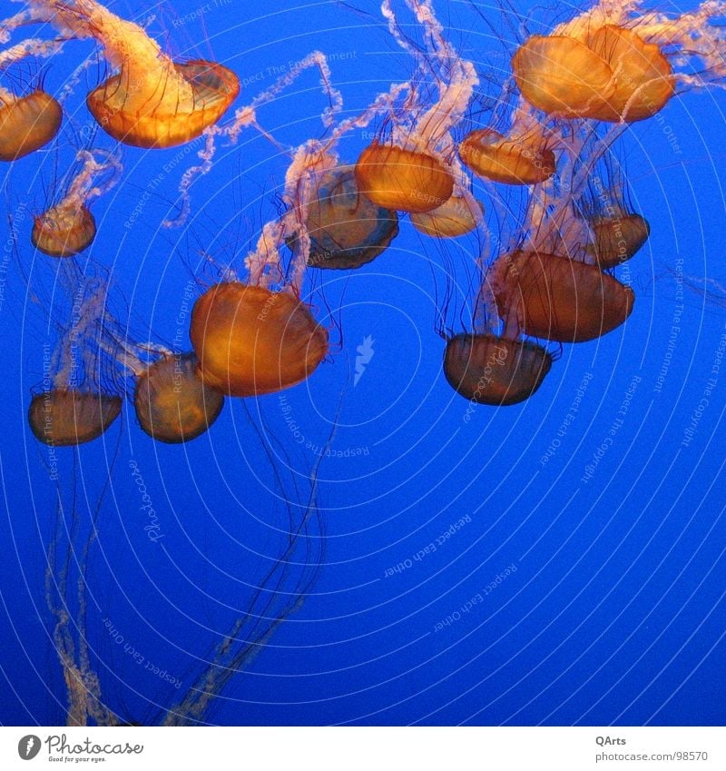 Jellyfish - Quallen III Meer Monterey Bay Aquarium Fisch Wasser Fish Sea Ocan Water blue blau