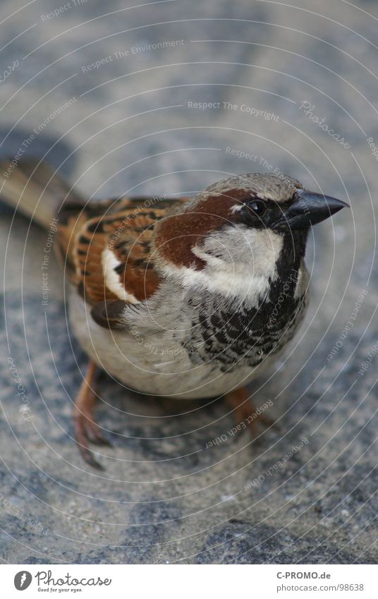 Haste mal`n Krümel Vogel Neugier klein braun Schnabel Spatz Haussperling Feder Tierporträt Tiergesicht Nahaufnahme zutraulich Textfreiraum oben