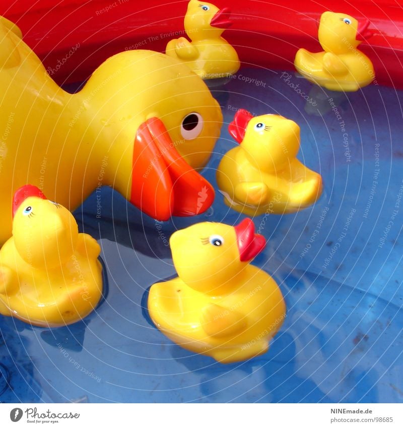 Ente gut, alles gut. gelb rot schwarz weiß Kunststoff Spielen Versammlung Schwimmbad Entenfamilie Quadrat Karlsruhe Sauberkeit Freizeit & Hobby