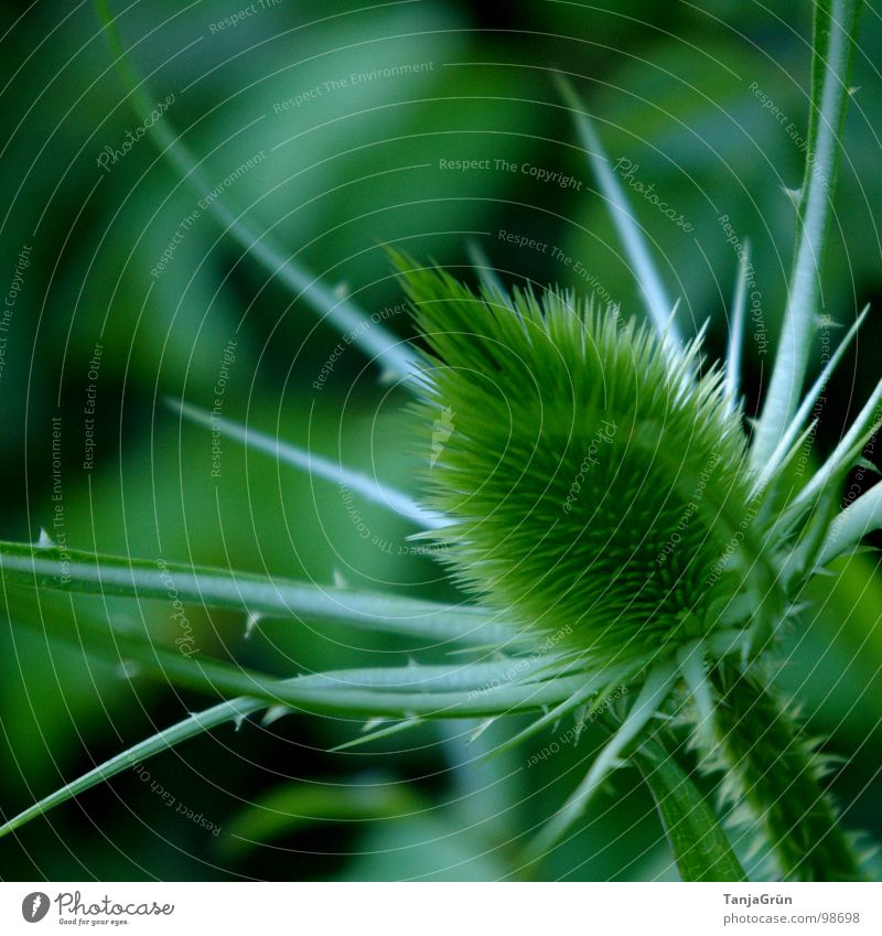 Thistle grün Pflanze stechen Wachstum Dorn Distel Wegrand schön Feld Makroaufnahme Nahaufnahme Stachel Spitzig Spitze Edelunkraut Pieksen Schmerz Natur