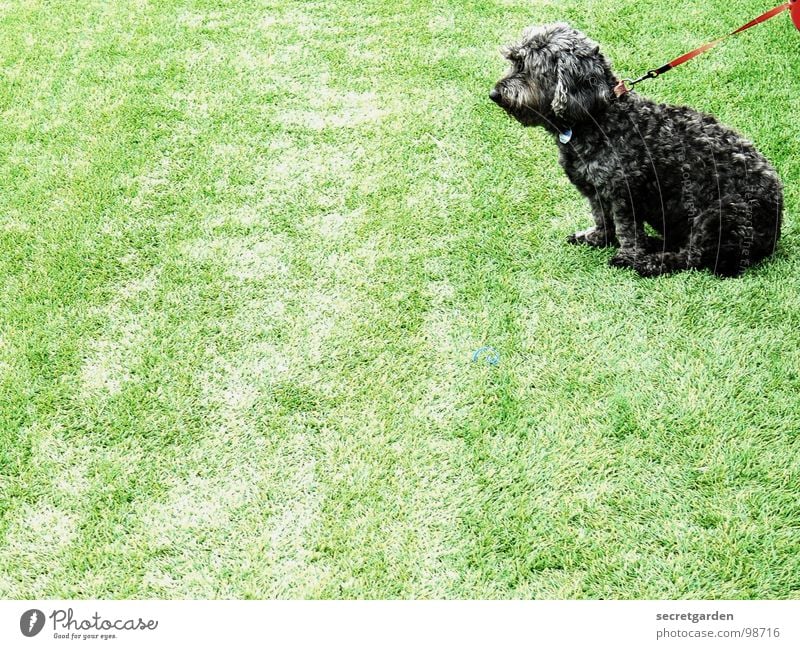 spannendes spiel Spielfeld Kunstrasen Hund Tier grün Sportplatz Pudel trist rot schwarz Hundemarke Silhouette Mischling Pfote Hängeohr Langeweile Frustration