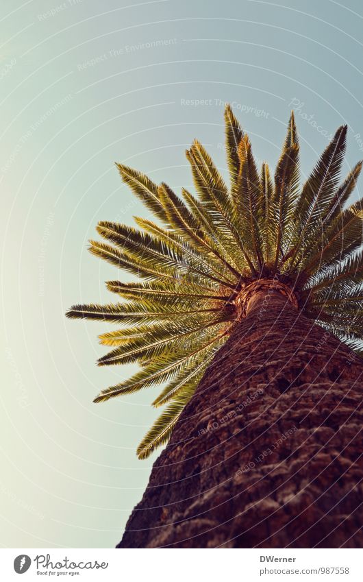 Palme exotisch Ferien & Urlaub & Reisen Ausflug Abenteuer Freiheit Sommer Umwelt Pflanze Himmel Schönes Wetter Baum Park entdecken stehen Wachstum dick groß