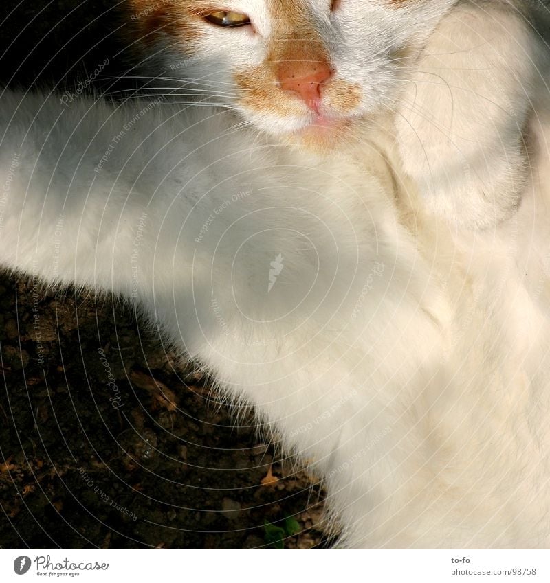 Kater Katze Fell Tier Pfote Oberlippenbart Trägheit Streicheln Säugetier Hauskatze bequem Blick