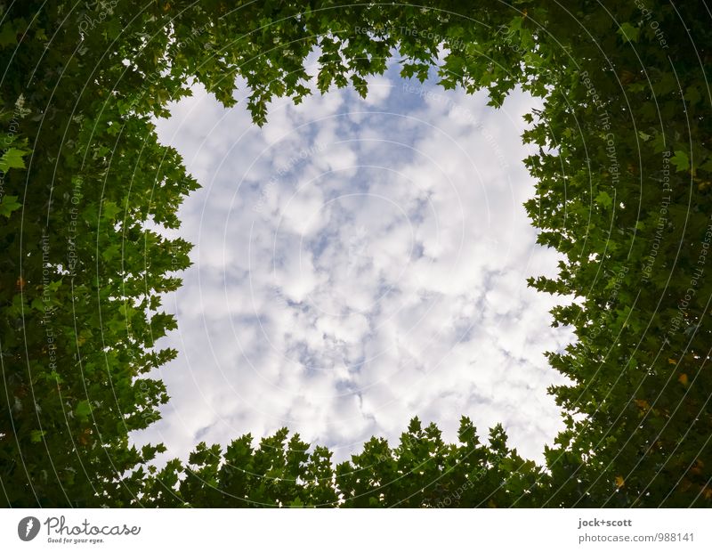gewachsen zum Himmel Gartenbau Wolken Sommer Baum Blätterdach Rahmen Freiraum Quadrat einfach frei hoch natürlich grün Inspiration Symmetrie Wachstum Öffnung