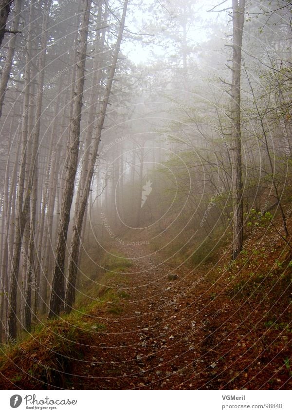 Weg durch den Nebel Herbst Wald Baum mystisch geheimnisvoll Sträucher Fußweg Stimmung Märchen fantastisch Märchenwald Frieden tree Wege & Pfade Spaziergang