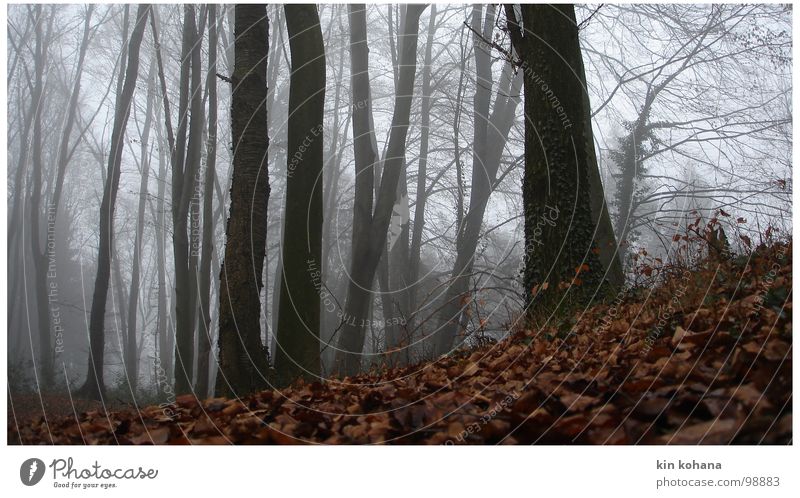 flucht ruhig Herbst Nebel Baum Blatt Wald Wege & Pfade liegen dunkel kalt nass grau Hoffnung Trauer Einsamkeit Angst Verzweiflung Perspektive Vergänglichkeit