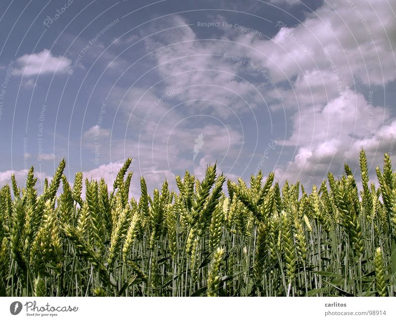 und noch'n Korn .... hicks Weizen Feld Wachstum Rohstoffe & Kraftstoffe streben Landwirtschaft Augenbraue Ernährung Sommer Getreide Niveau