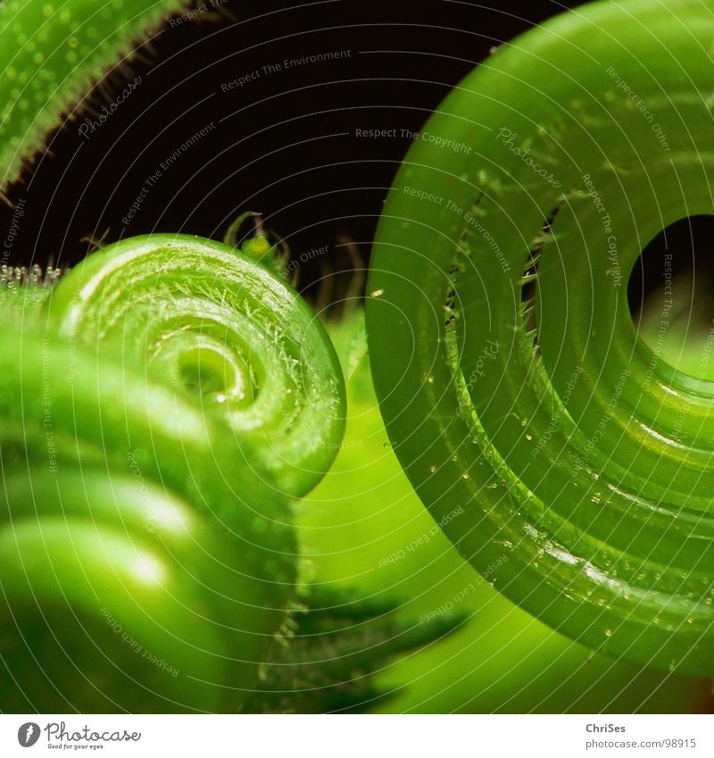 Aufgerollt 03 Kürbis Kletterpflanzen Ranke Rolle grün schwarz Pflanze Botanik Makroaufnahme Nahaufnahme Schlaufe Spirale zartes Grün Blütenknospen