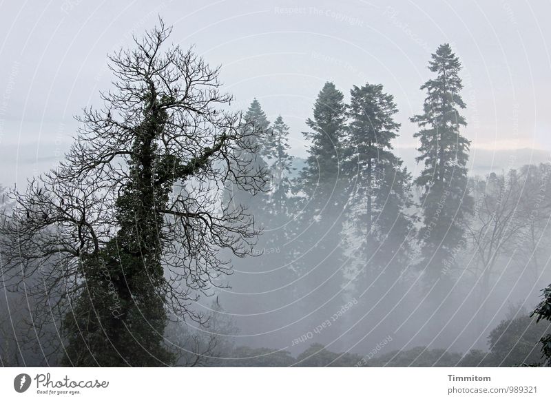 Der Dirigent zürnt! Umwelt Natur Landschaft Pflanze Himmel Wolken Herbst Wetter Nebel Baum Wald Hügel ästhetisch authentisch natürlich grau schwarz Gefühle