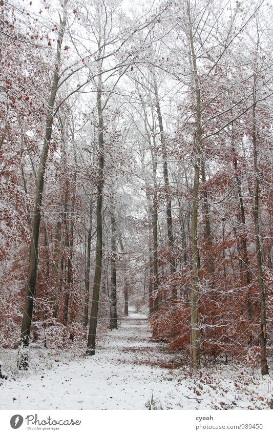 winterwonderland Natur Winter Klima Schnee Schneefall Wald kalt weiß Glück Lebensfreude Einsamkeit einzigartig Erholung erleben Leichtigkeit rein ruhig