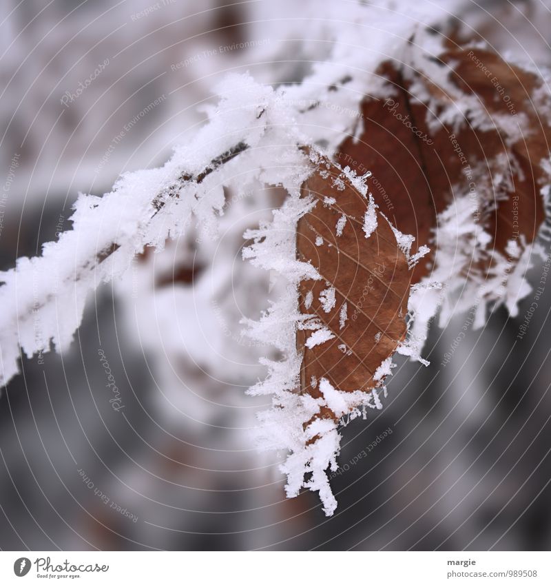 Eisige Zeiten: Blätter mit Eiskristallen Umwelt Natur Pflanze Tier Wasser Winter Frost Schnee Schneefall Baum Sträucher Blatt Grünpflanze Wald alt frieren