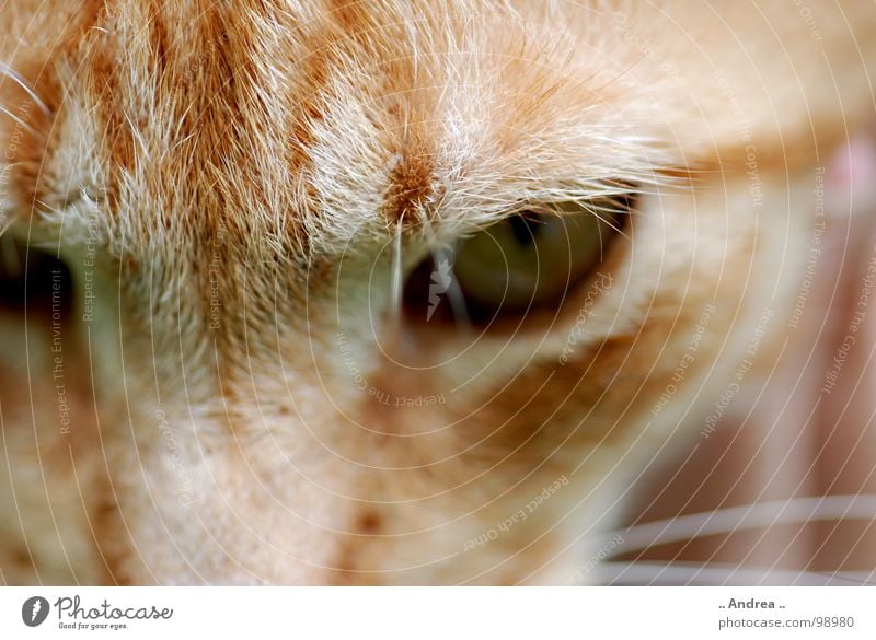 Red Tiger 3 Auge Katze rot Säugetier cat getigert Hauskatze Katzenauge Farbfoto