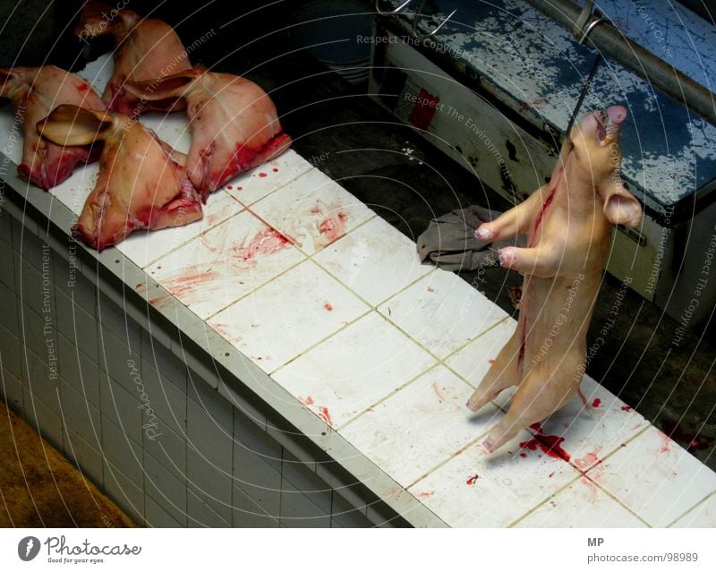 kaltes grausen Schwein Ferkel brutal Schweinekopf Schlachthof Tierschutz Fleisch Schweinefleisch Sau Bauernhof Landwirtschaft Landleben Massentierhaltung Folter