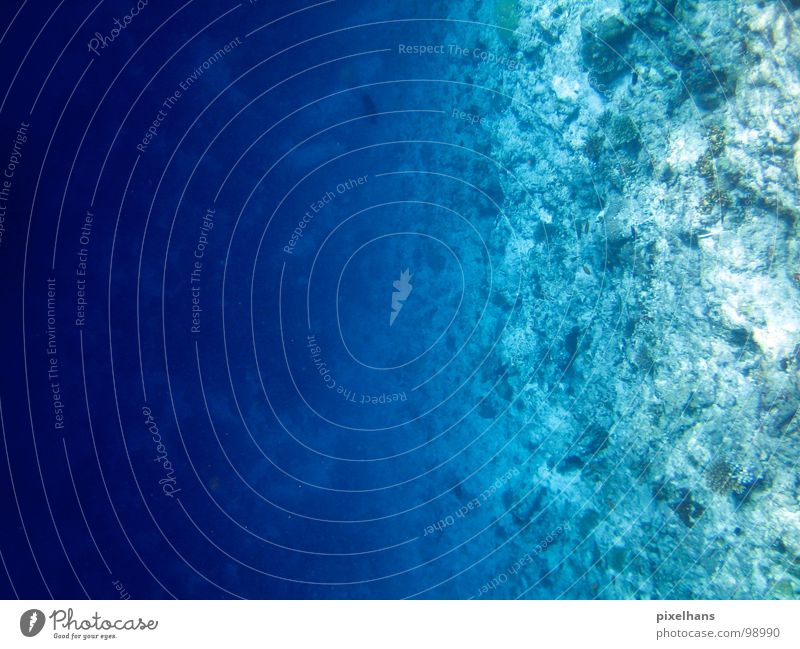 Stille Wasser sind... Meer Korallen Licht türkis blau Riff tauchen Indischer Ozean unten Stein tief Steilwand Unterwasseraufnahme