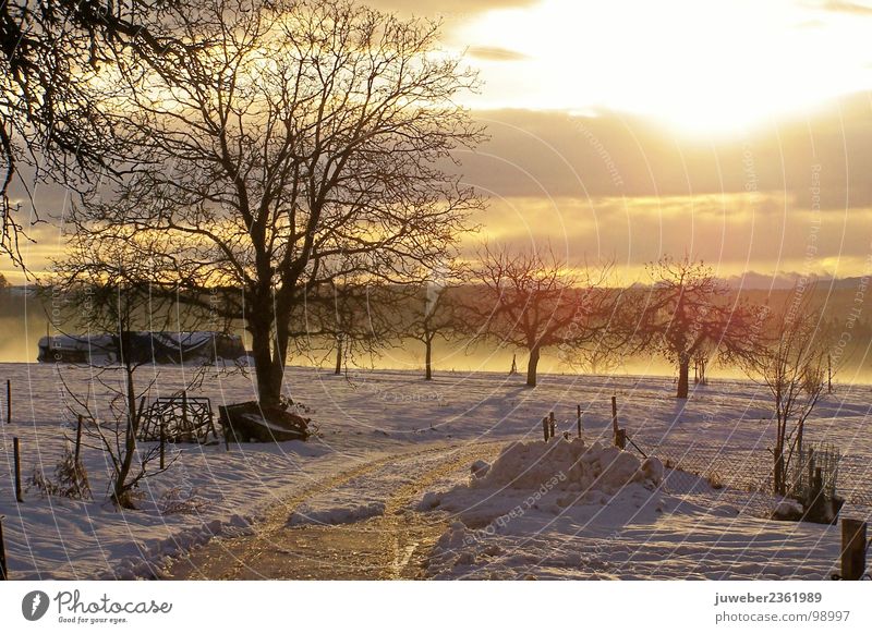 Wintersonne kalt Sonnenuntergang Baum schön Himmelskörper & Weltall Natur Schnee Eis Frost Landschaft