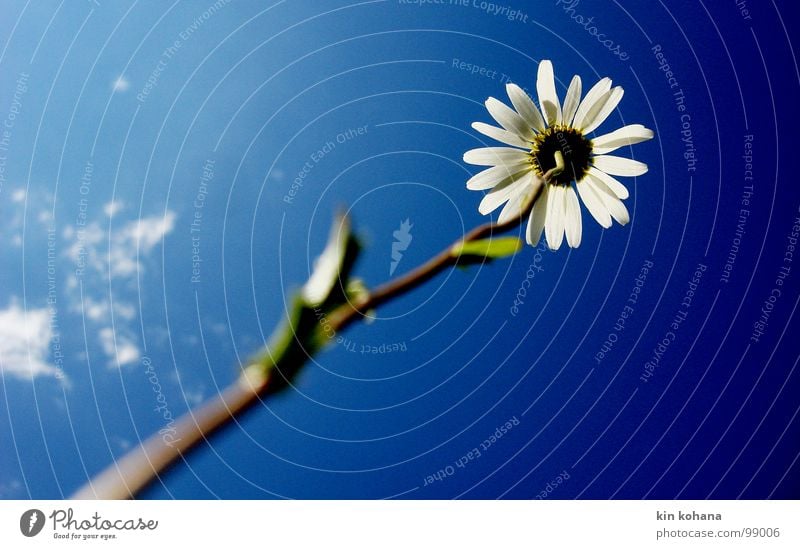 stolz Leben Himmel Wolken Blume hell blau weiß Kraft streben vertikal erhaben aufwärts Margerite Stolz diagonal Blüte Blütenblatt durchscheinend Farbfoto