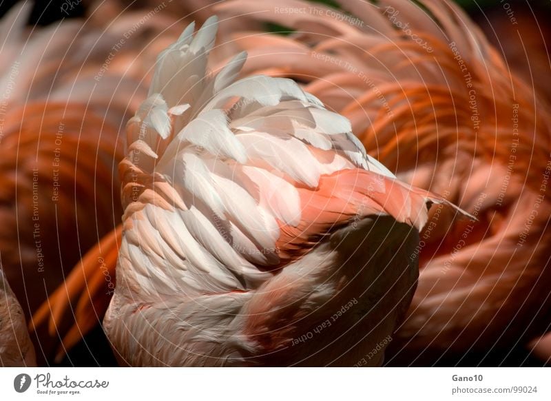 Federflatterfluffyschaum Flamingo Vogel Zoo Tier zart leicht rosa Tiergarten Afrika orange mehrfarbig Natur Flügel Schwarm elegant Beine