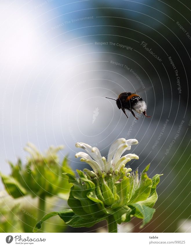 Arbeitsflug Hummel Biene Insekt Hautflügler sozial Umweltschutz Staubfäden Honig Wachs grün Blüte Frühling Sommer Arbeit & Erwerbstätigkeit fleißig Erdhummel