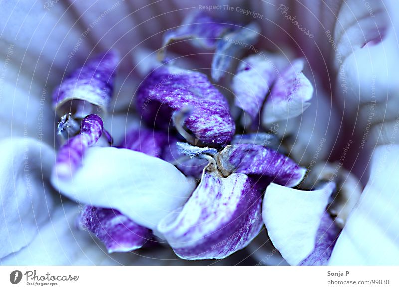 Purple Curls Blüte violett Unschärfe Tiefenschärfe Sommer Frühling tauchen Blume Blütenblatt Makroaufnahme Nahaufnahme Garten Natur Detailaufnahme