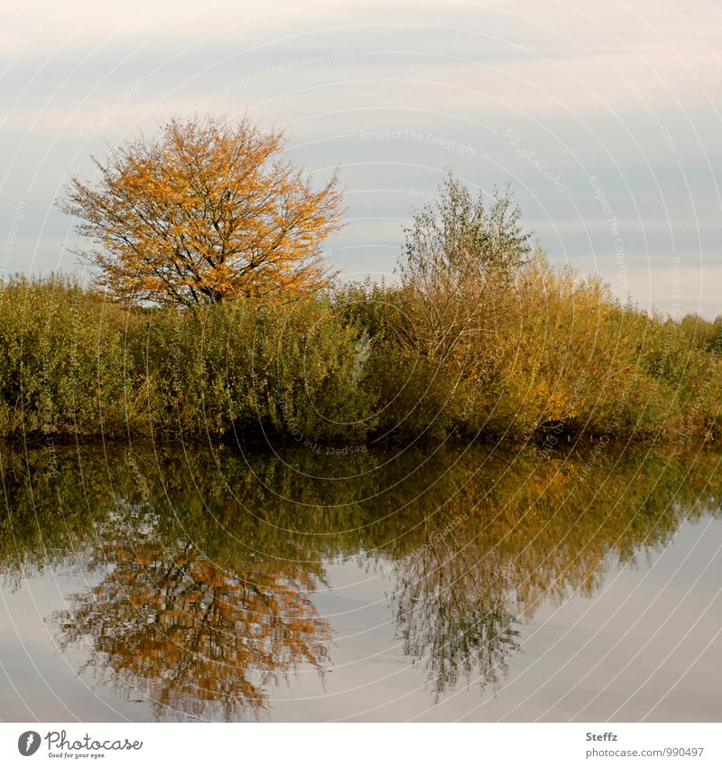 Stille und friedliche Stimmung am Seeufer im Herbst ruhig Frieden Erholung Wasserspiegelung Wasseroberfläche Sträucher Laubbäume Herbstbäume ruhiges Wasser