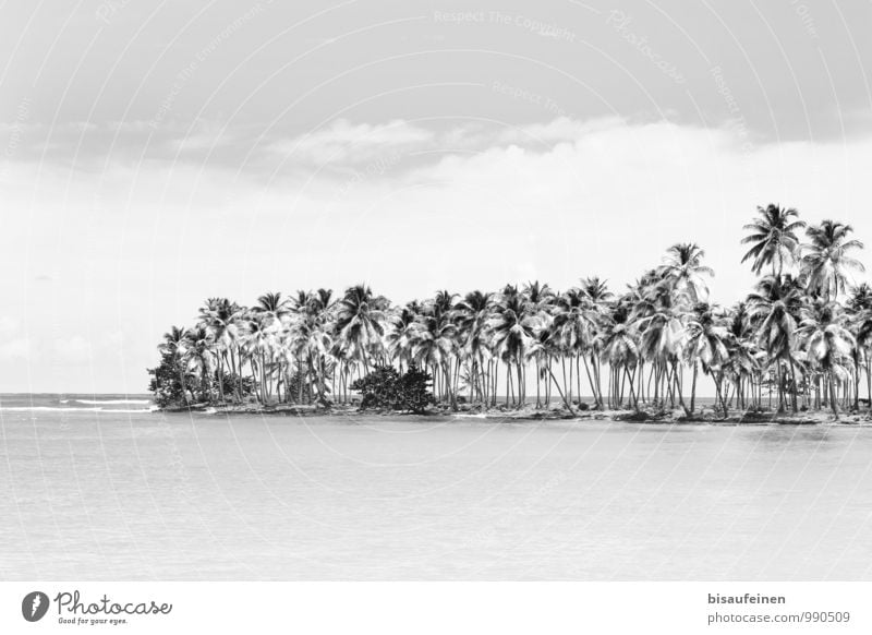 Bacardi Feeling... Landschaft Pflanze Wasser Schönes Wetter Wald Küste Strand Bucht Meer Golf von Mexico Insel Erholung exotisch schwarz weiß Zufriedenheit