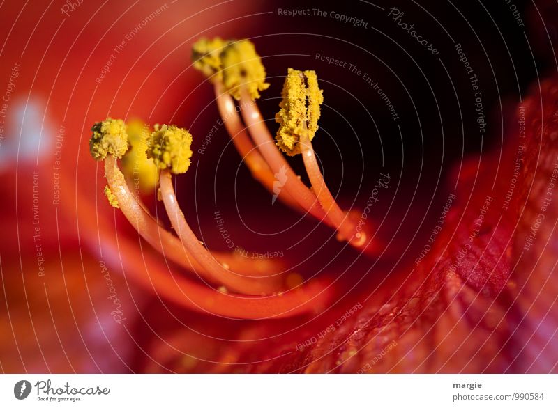 Rote Schönheit: Amaryllis Blütenpollen Umwelt Natur Pflanze Blume Grünpflanze Blütenkelch Blütenstempel Pollen Topfpflanze Blütenblatt Wachstum schön gelb rot