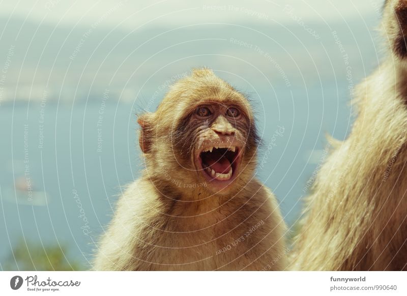 Aaaaah! Ick raste aus! Gesicht Tier Fell Affen Berberaffen kämpfen lachen schreien toben Aggression frech lustig rebellisch verrückt Wut Ärger gereizt