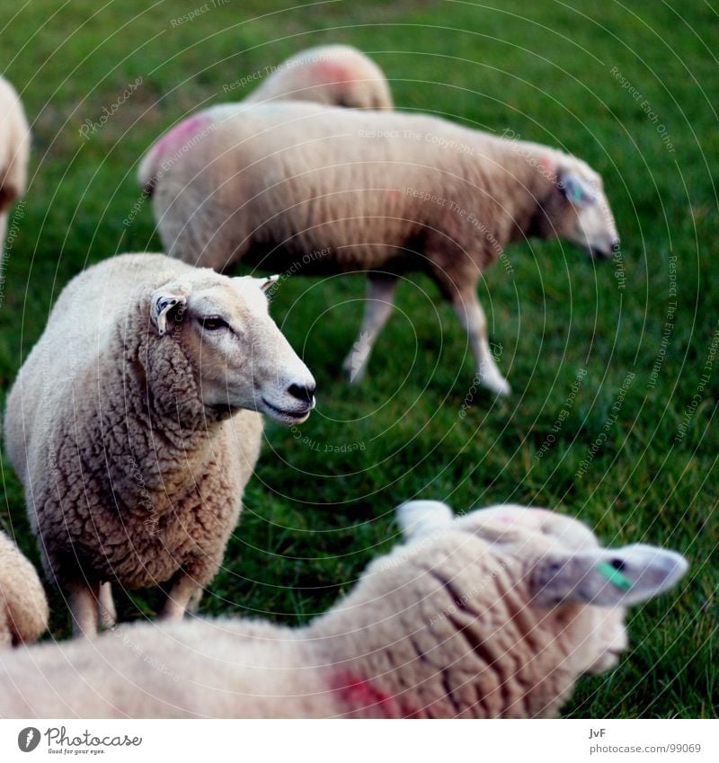 1 Schaf, 2 Schafe, 3 Schafe Wiese Wolle Tier träumen grün Säugetier Weide tierherde zählen Rasen schlachtvieh schlachttier
