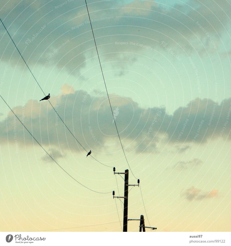 Annäherungsversuch Elektrizität Kabel Zusammensein Oberleitung Vogel Wolken Flirten Elektrisches Gerät Technik & Technologie Frieden Stromversorgung