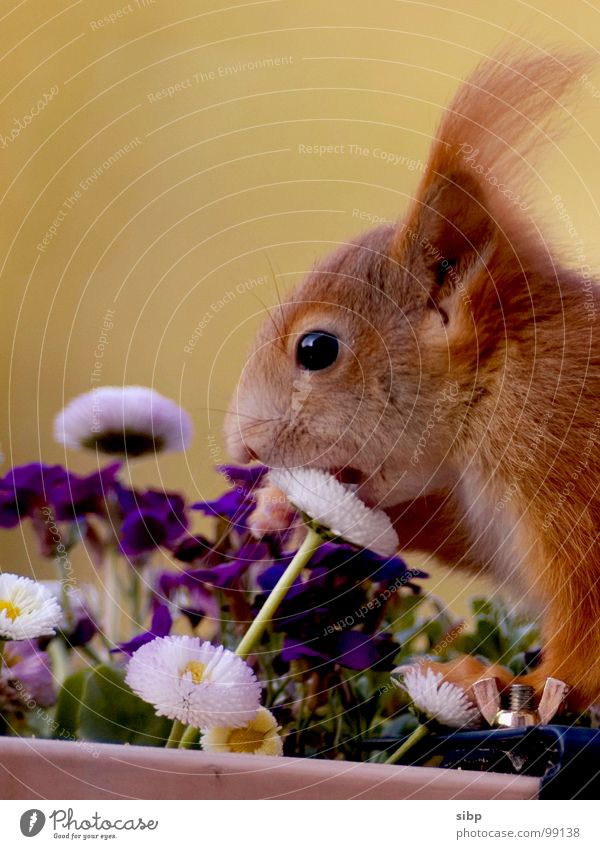 Lass es dir schmecken... Eichhörnchen süß niedlich Mut drollig Ernährung Blume Gänseblümchen Geschmackssinn Säugetier gefräßig Appetit & Hunger sweet cute