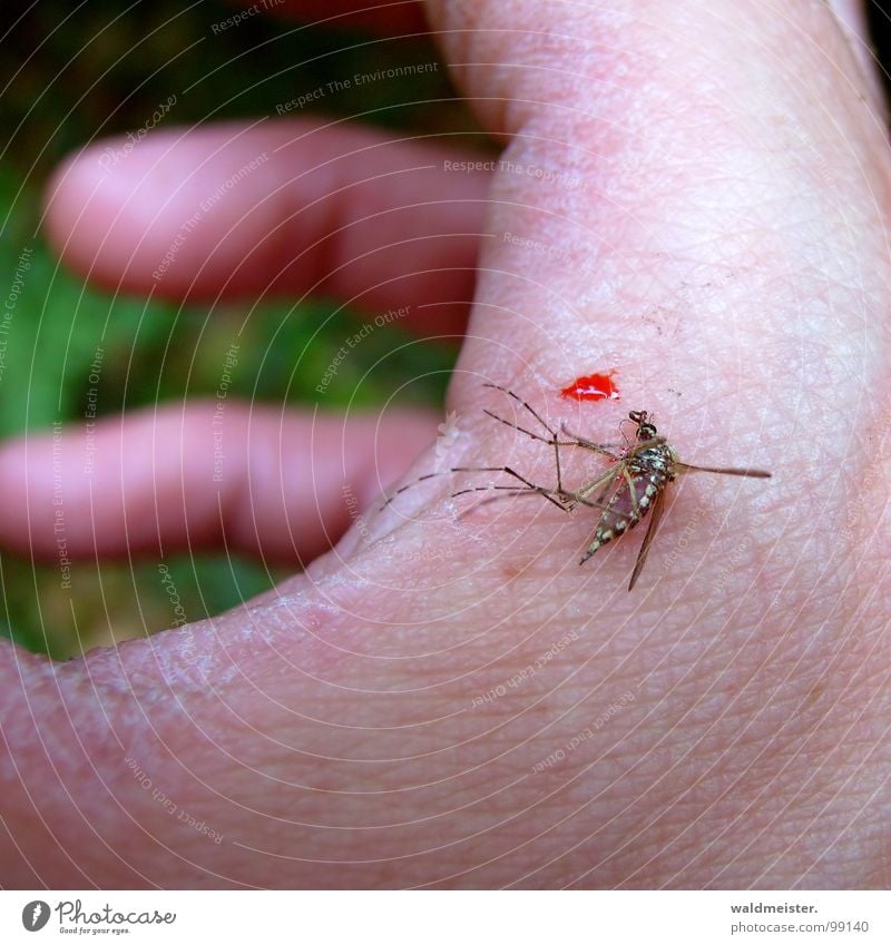 erschlagene Mücke Stechmücke Tod Blut Mückenplage Insekt Blutsauger Sommer lästig Insektenplage