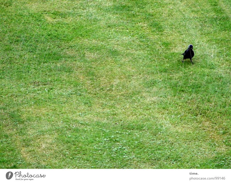 Platzwart (powered by akai) Blick Wiese Vogel Fressen grün Einsamkeit Konzentration Dohle Halm Vorhut Suche Rasen wo sind die anderen Spaziergang Wurmfresser