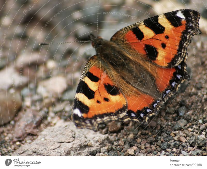 Ich lasse dich leben Schmetterling Kleiner Fuchs Insekt Gliederfüßer Muster Färbung mehrfarbig rot Kieselsteine Stein Tier schön leicht Leichtigkeit Schwäche