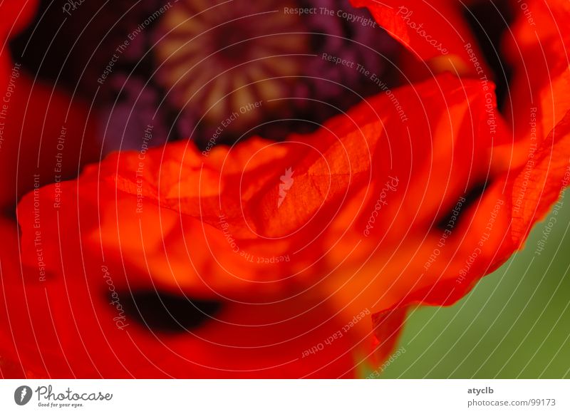 silky red Mohn rot Frühling Pflanze Seide intensiv Makroaufnahme poppy Stern (Symbol) Sommer