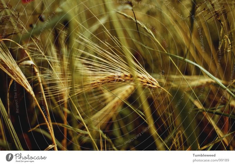 Ährensache . . . . grün Gras Halm Feld Korn gelb Heimat Pflanze reif Erde Strichhaar Getreide Ernährung krume Ernte