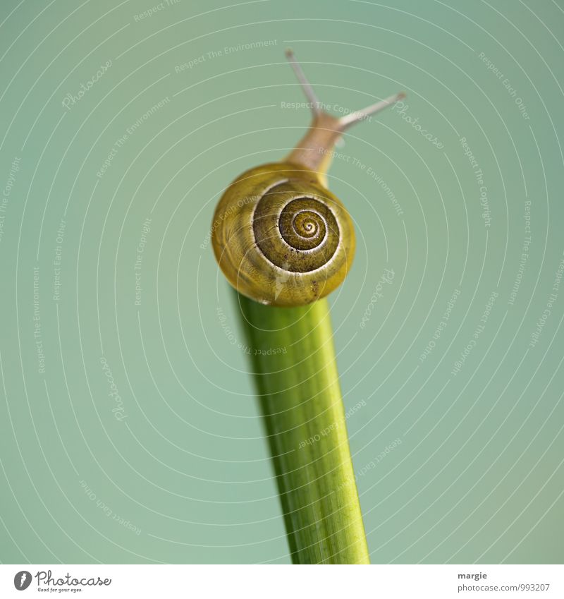 Gipfelstürmer: eine Schnecke auf einem Stängel mit neutralem Hintergrund Umwelt Natur Pflanze Blatt Tier Wildtier 1 ästhetisch grün Erfolg Gelassenheit geduldig