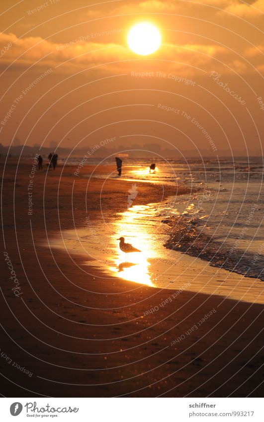 Belgischer Goldrauschvogel Mensch Sonne Sonnenaufgang Sonnenuntergang Sonnenlicht Wellen Küste Strand Bucht Meer Vogel gelb gold orange rot schwarz Möwe